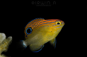 B A B Y
Speckled damselfish (Pomacentrus bankanensis)
A... by Irwin Ang 